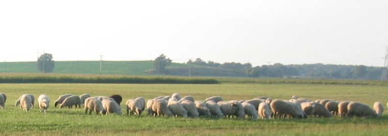 Sheep Herd